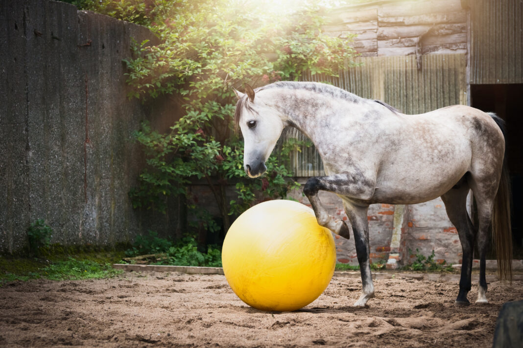 Graues Pferd mit Ball auf dem Sandplatz