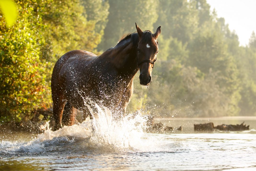 Pferd bei Hitze im See