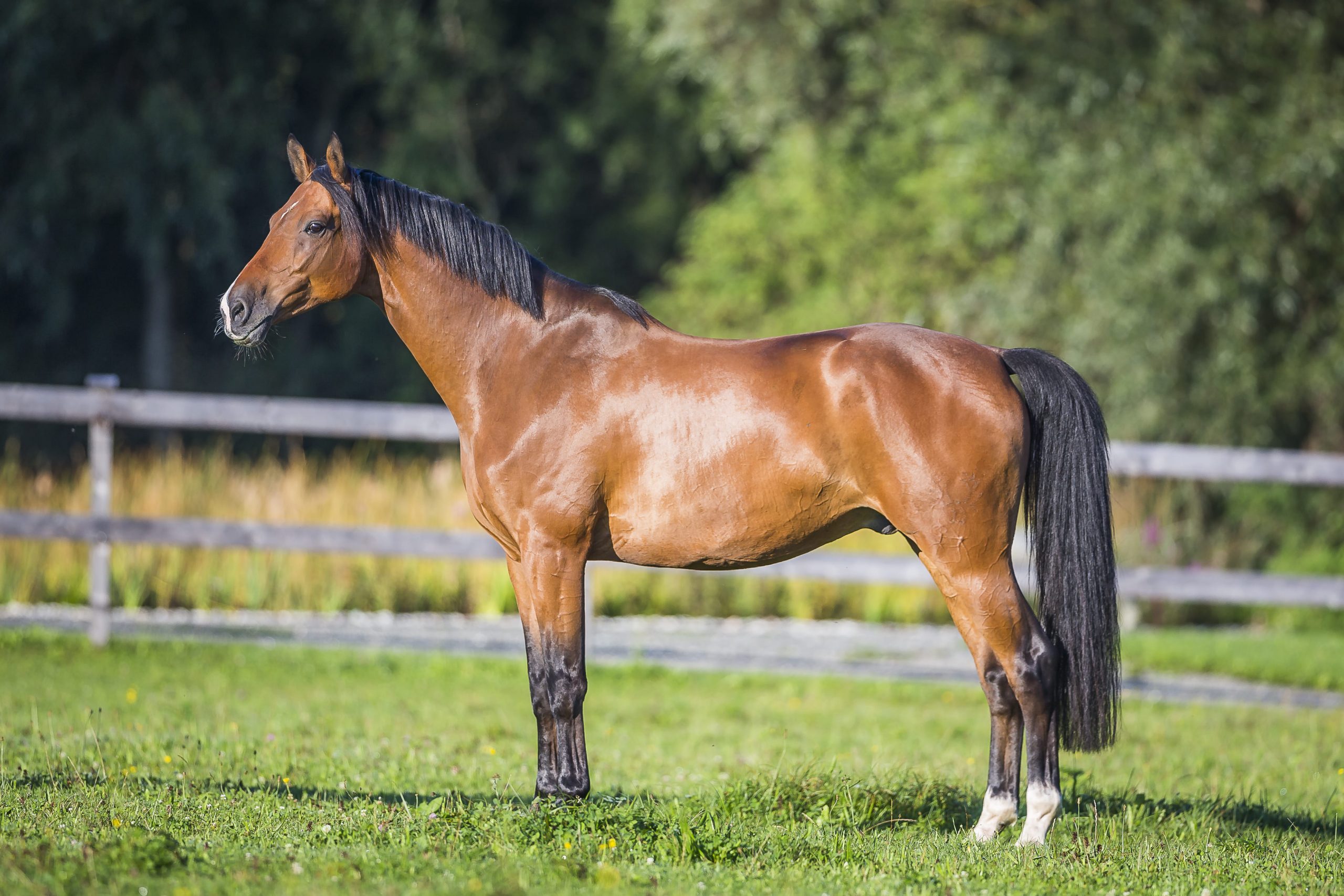 Standbild von einem Pferd mit der Fellfarbe Brauner