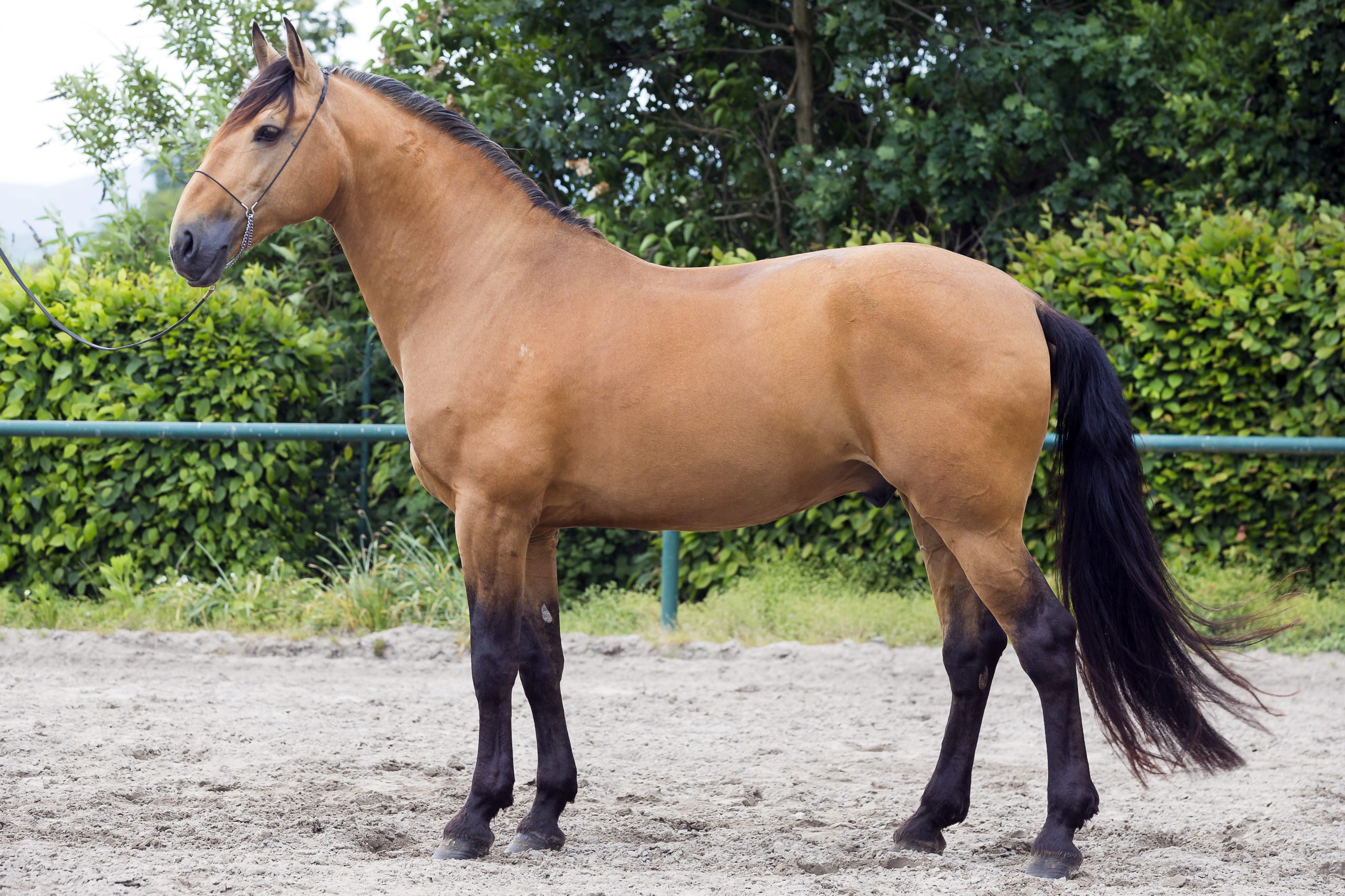 Standbild von einem Pferd mit der Fellfarbe Falbe