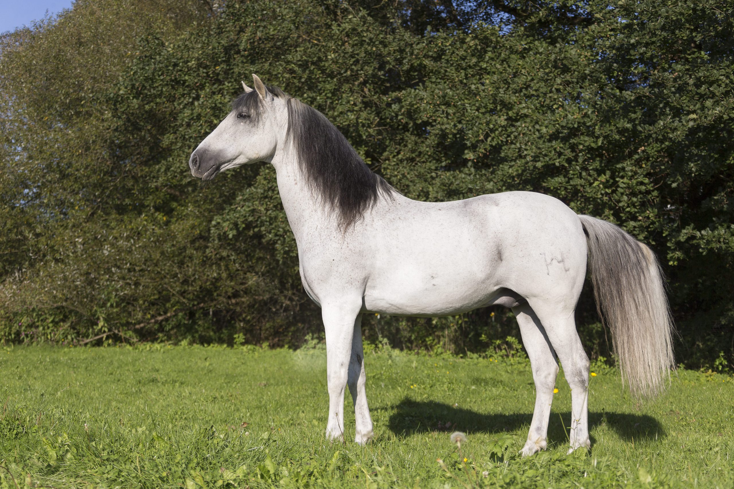 Standbild von einem Pferd mit der Fellfarbe Schimmel