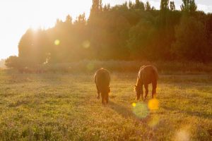 Zwei braune Pferde auf Herbstweide