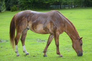 Nasses, braunes Pferd bei Regen