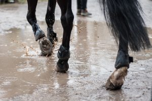 Pferde watet durch schlammiges Regenwasser