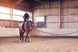 Brauner Pferd mit Reiter an der Longe in der Reithalle