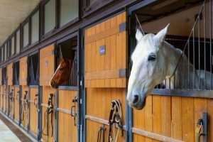 Pferde verschiedener Rassen stehen im Stall