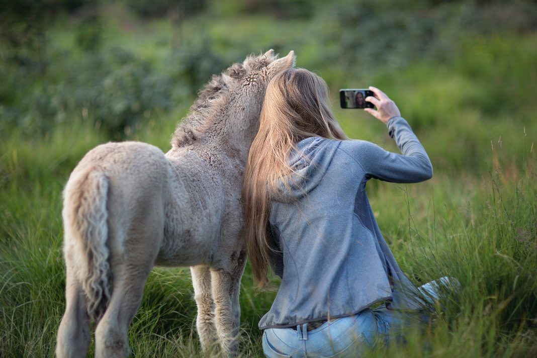 Reitertypen auf Social Media Titelbild Blogbeitrag Selfie mit Fohlen