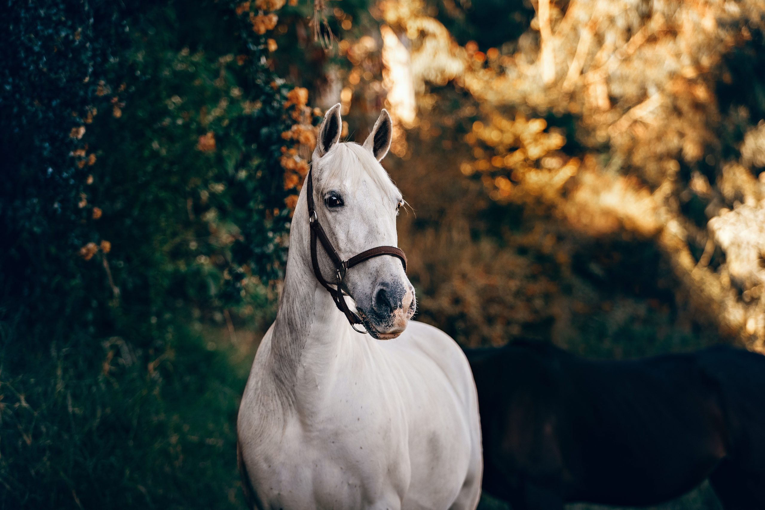 Quiz Bist du bereit eine Reitbeteiligung zu werden?