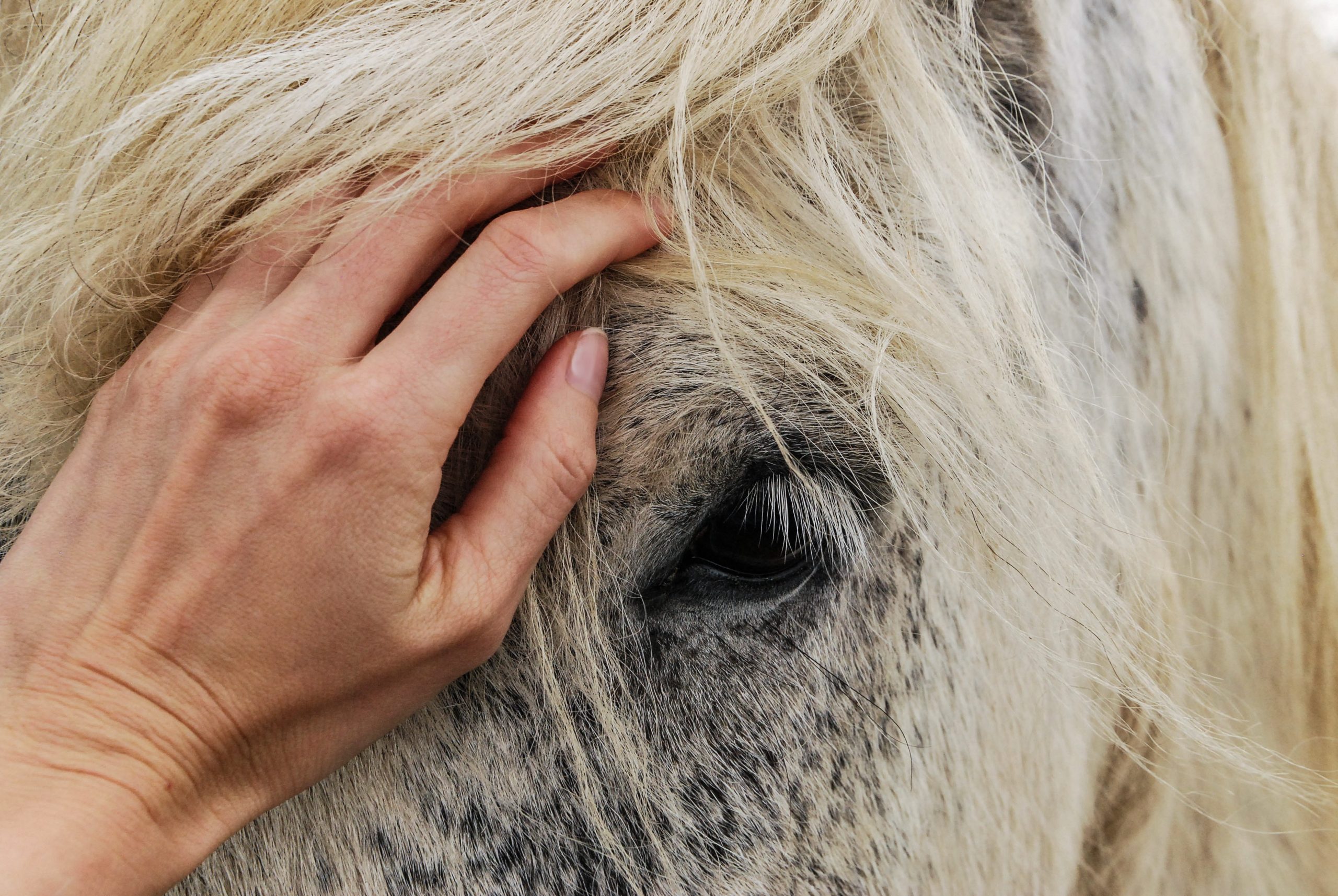 Bist du bereit, eine Reitbeteiligung zu werden Quiz