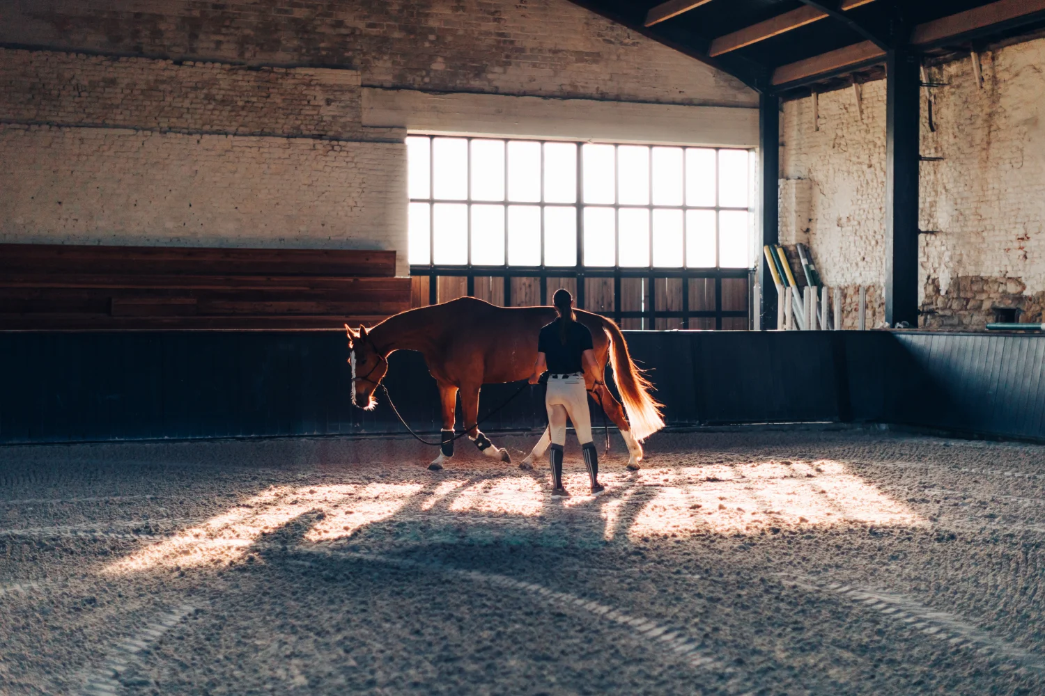 Pferd wird an einem Sommermorgen in der kühlen Halle bewegt
