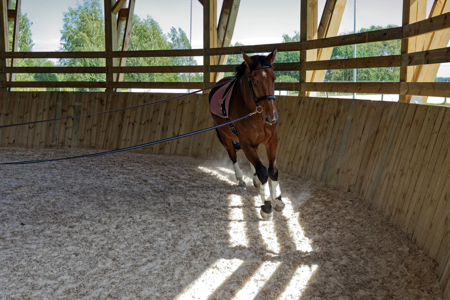 Pferd wird longiert im Roundpen