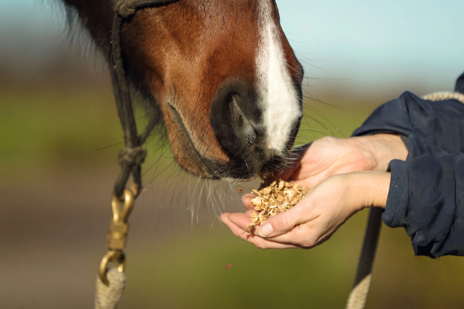 Pferd bekommt Mineralstoff-Futter von Besitzerin in der hohlen Hand