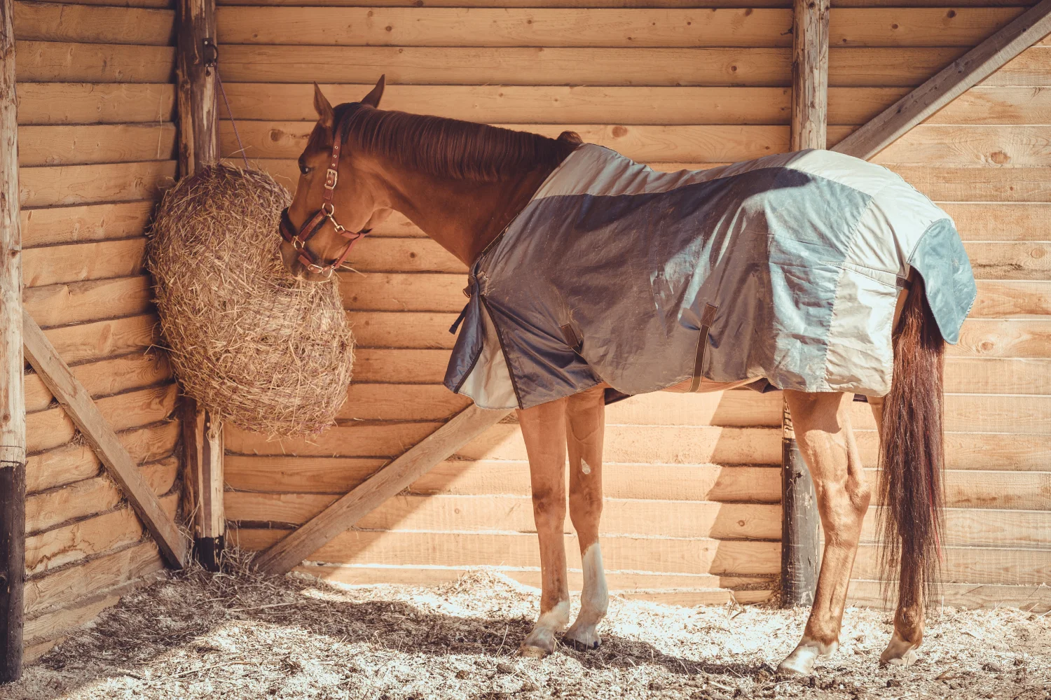 Braunes Pferd mit Satteldecke frisst aus Heunetz im Stall