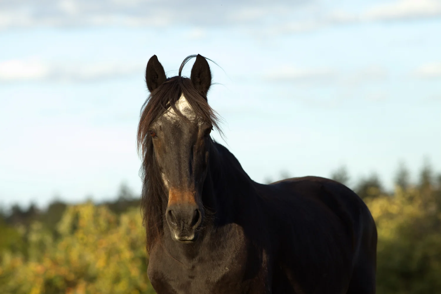 Altes Pferd steht auf der Koppel