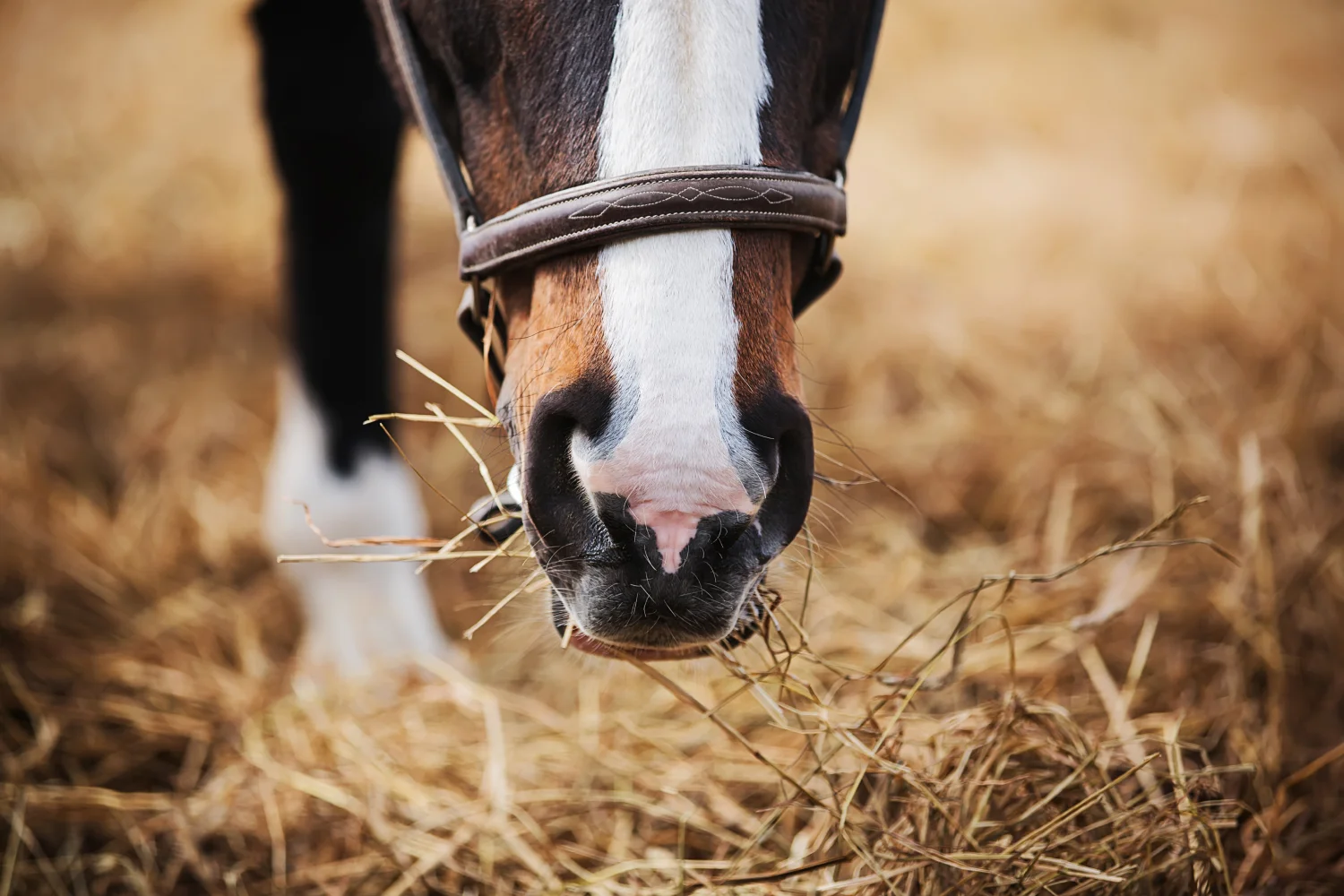 Pferd mit weisser Blesse frisst trockenes Heu im Stall