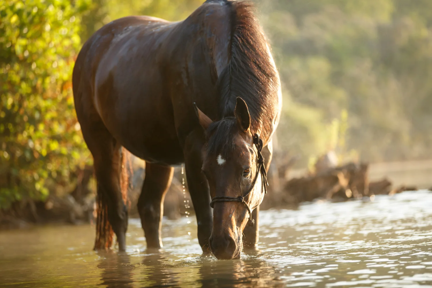Braunes Freizeit-Pferd trinkt Wasser aus See
