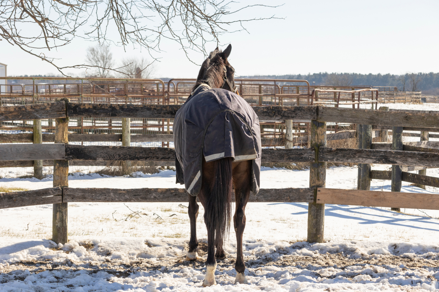 Frau in Winterkleidung und junger Schimmel gehen spazieren