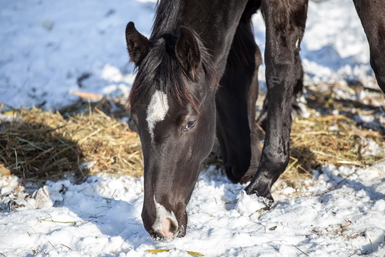 Schwarzes Pferd mit Blesse frisst Heu im Schnee