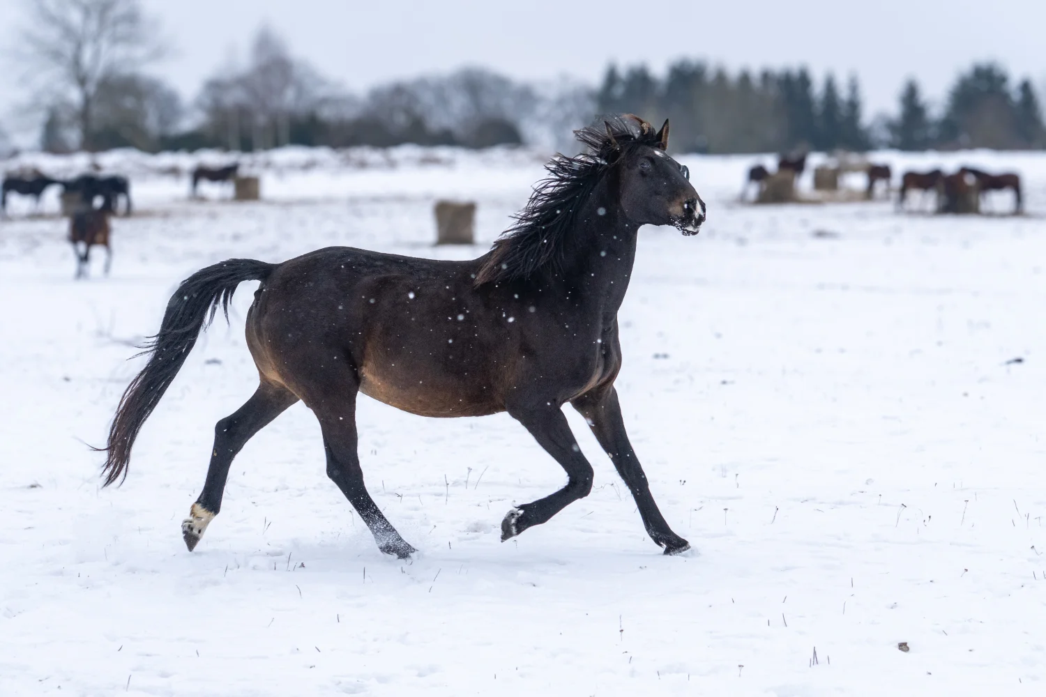 Pferd bewegt sich im Offenstall im Schnee