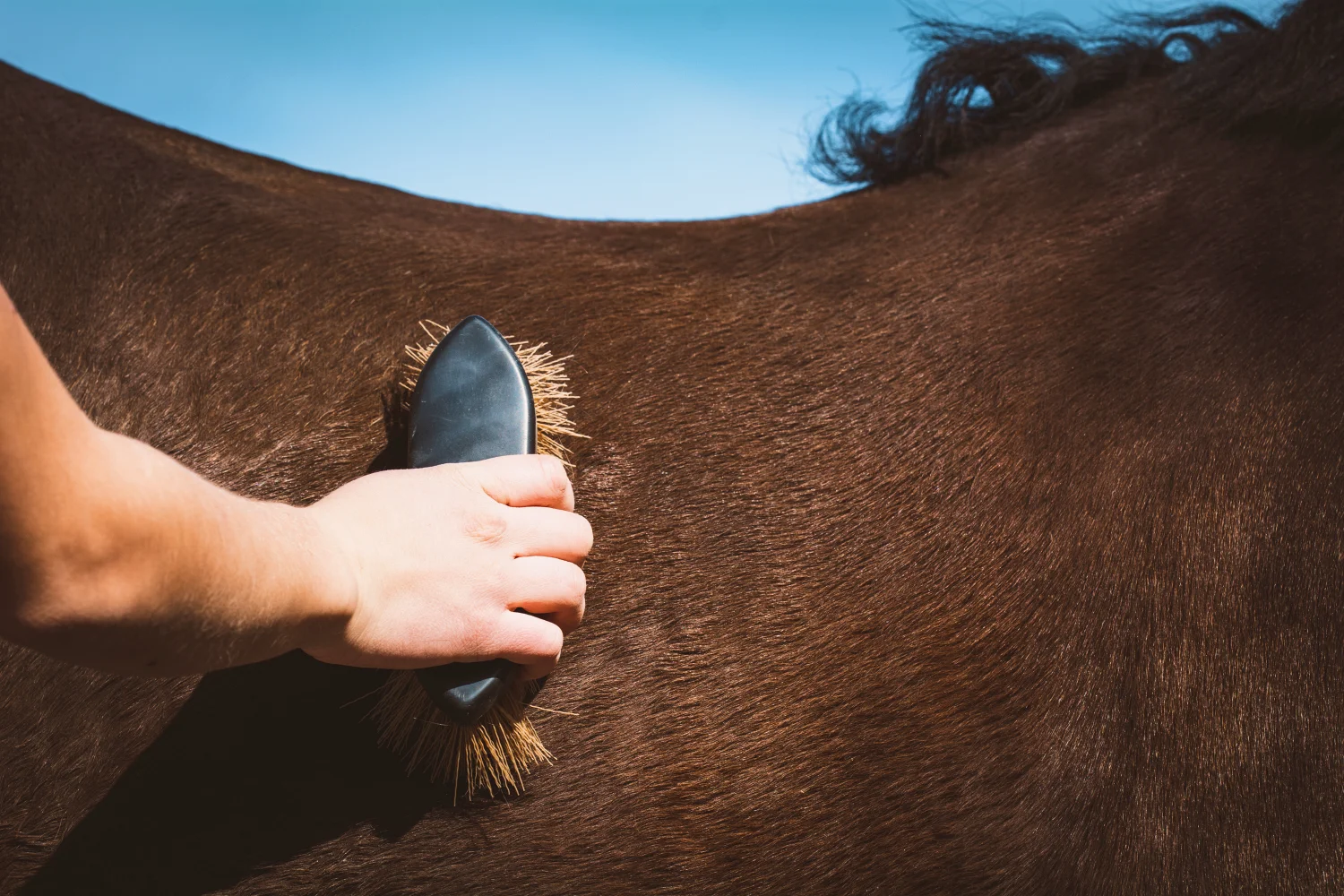 Pferd mit glänzendem Fell wird mit Fellbürste geputzt