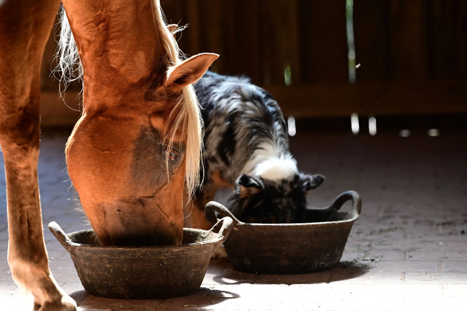 Pferd frisst Mash aus Napf