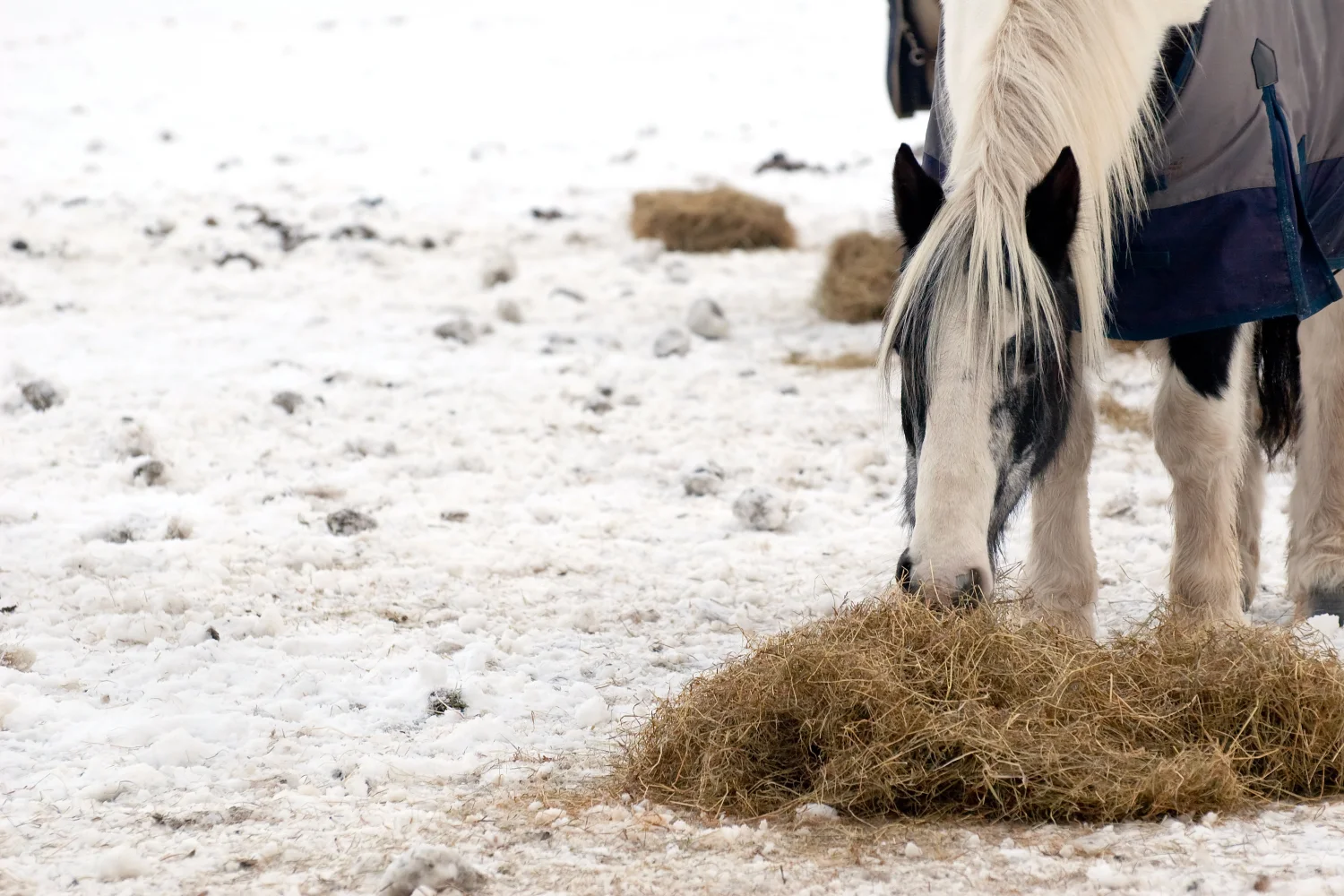 Schecke mit Pferdedecke frisst Raufutter im Schnee