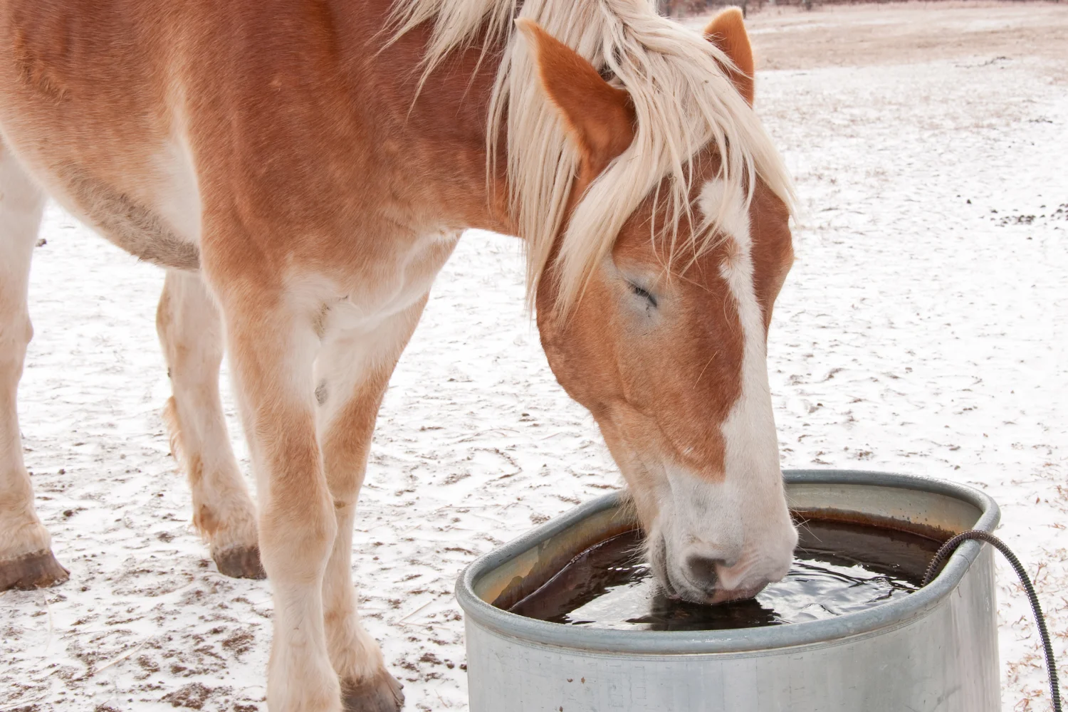 Pferd trinkt bei Eis und Schnee aus Tränke