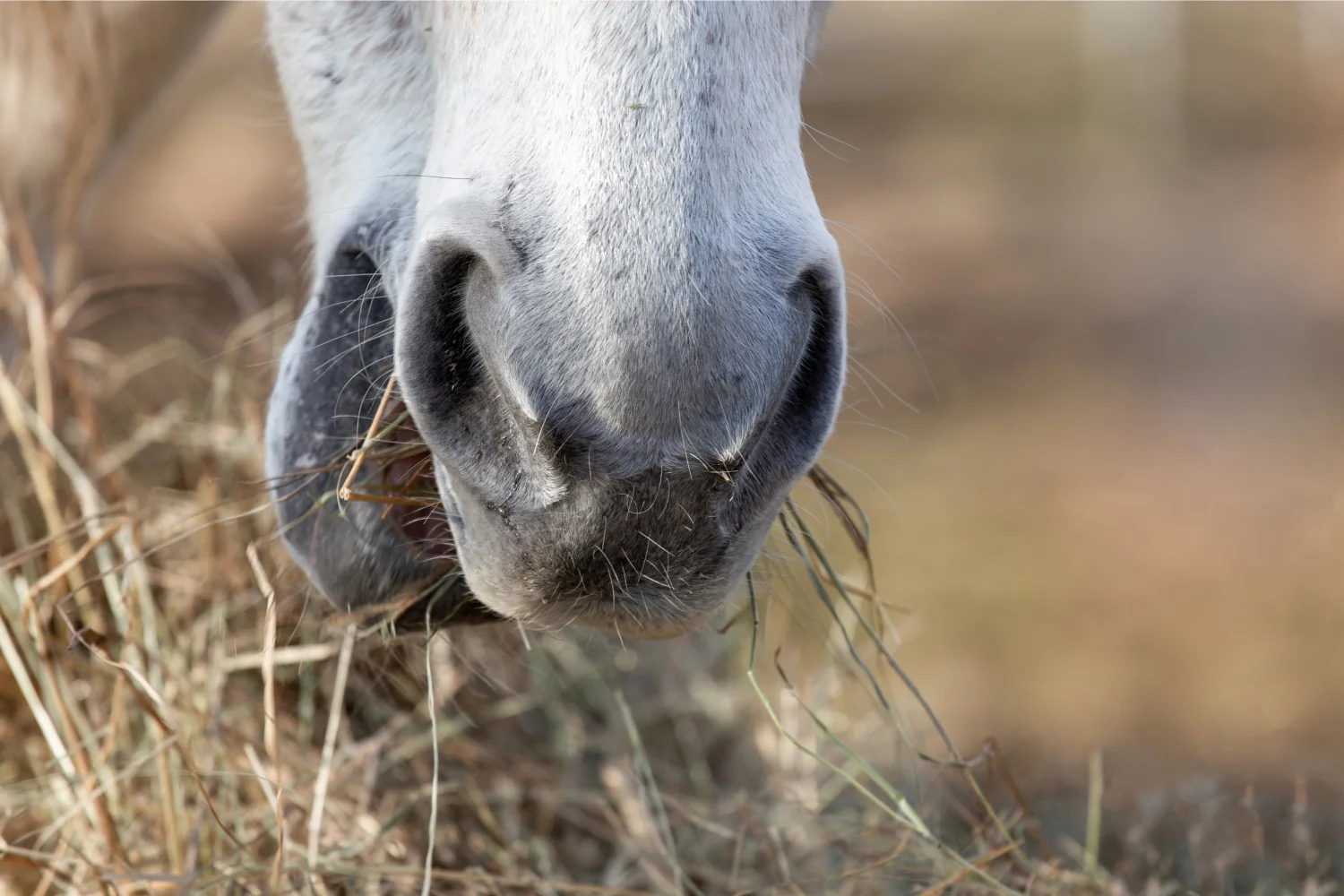 Weisses Pferd frisst Heu