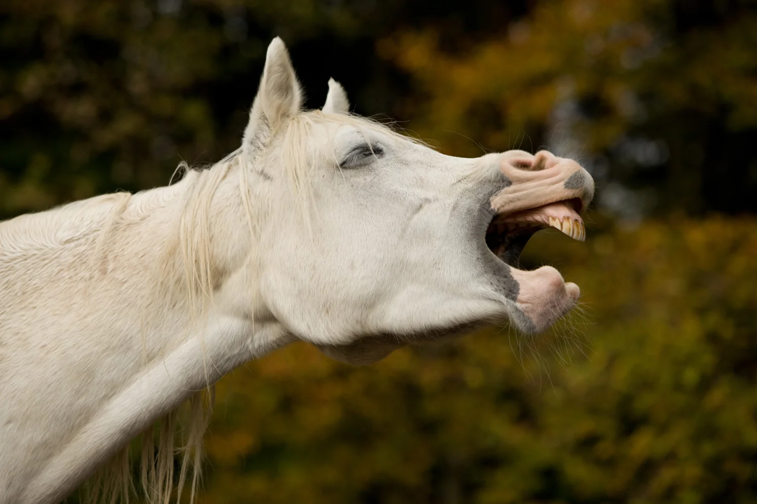 Pferd gähnt häufig als mögliches Warnsignal